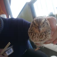 あれれ、写真がないよ。