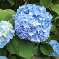 夏の足音