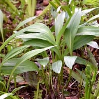 庭で採れる山菜