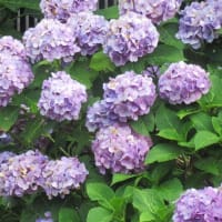 6月の終盤、夏の先駆けの花も咲き出す（埼玉・所沢）