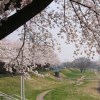 伊勢原公園の桜