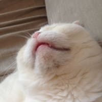 いびき