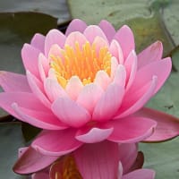 久々の投稿　今年も睡蓮が咲きました