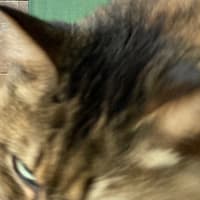 うちの猫、割り込み。