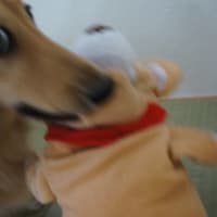 新しいもの好きです