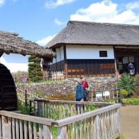 昭和記念公園の散歩
