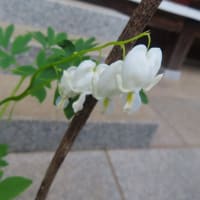 カヤラン初見　円覚寺のビャクシンに着生　ナンジャモンジャ、咲き始め