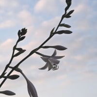 夏至のJULIEdayに。擬宝珠二番花咲いて
