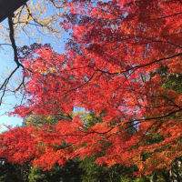 小石川後楽園へ紅葉を見に行きました