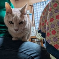 食事中は