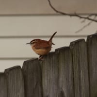 今年の終わりに、ミソサザイ
