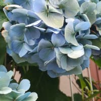 ノウゼンカズラ（凌霄花）