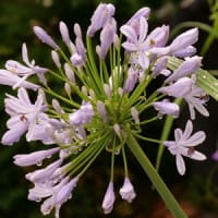 雨の日の写真散歩（アガバンサスの花）