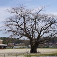 三重県伊賀市、馬場「阿山小学校（河合小学校）のセンダン」（市指定）です！！