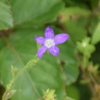 野の花