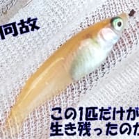 めだかの大量死🐟１匹だけ生き残っていたのは黄色の突然変異メダカ・・・もしかして強い個体？