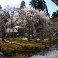 常照皇寺の九重桜満開！