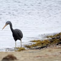 04/19探鳥記録写真：狩尾岬の鳥たち（クロサギの採餌模様、ウミウ、）