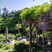 藤棚のある庭