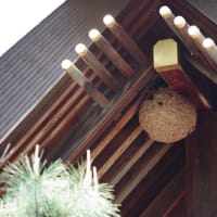 愛媛県西条市、中野甲「伊曽乃神社」です！！