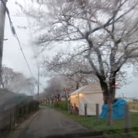 桜ドライブ