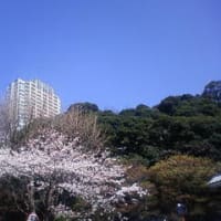 桜観察　3月30日　晴れ