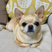 おやつの時間　削り苺ミルク🍓