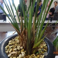 佐賀寒蘭会新芽鑑賞会（普通芽）