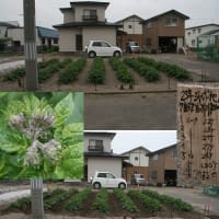２５年０５月２４日　　追肥と寄せ土