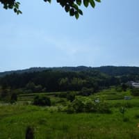 あじさい寺（矢田寺）