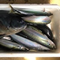じい釣り🎣ました🐟🐟🐟〜八丈島藍ケ江〜