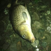 釣行 11 暑い