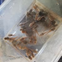 餌獲り