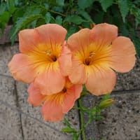 ２６．０℃窓開け晴れ