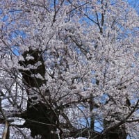 坂東 歓喜寺の江戸彼岸桜 満開