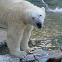 ぬーっと浮上するフブキ