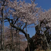 3月３１日山梨県北杜市と秩父の桜