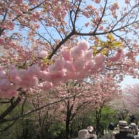 八重桜とシャクナゲが見頃