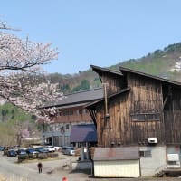 みちのくの春２０２５ (５) 飯豊町水没林＆小国町雪さくら