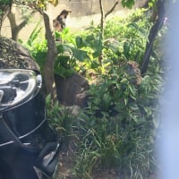 気がつけば三つ巴