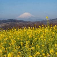 早咲き菜の花と雪化粧の富士山(二宮町の吾妻山公園)
