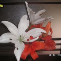 百合