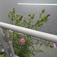 関東甲信地方と北陸地方も梅雨入り…（￣。￣）　歩道のお花達…
