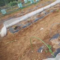　ナスの定植　収獲ズッキーニ順調