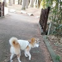 クリンへの想いは尽きなくて・・・311