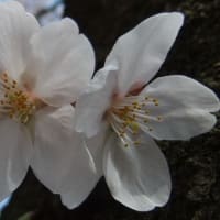 桜並木を散歩してきました。