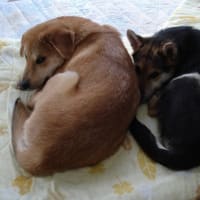 チャオありがとう