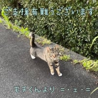 猫活記録_φ(･_･