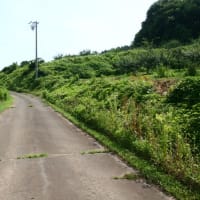 タチアオイと合歓の季節