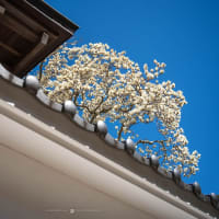 白木蓮を訪ねて【円覚寺】青空に映える見事な咲きっぷり